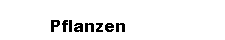 Pflanzen